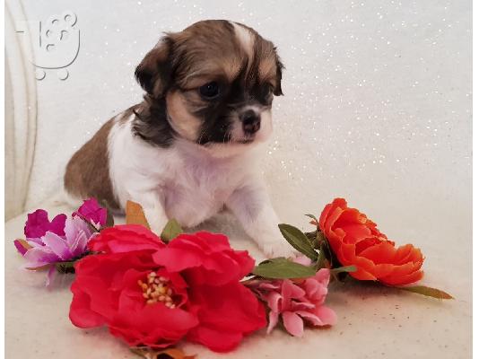 PoulaTo: Longhaired Chihuahuas Για Πώληση CKC Papered